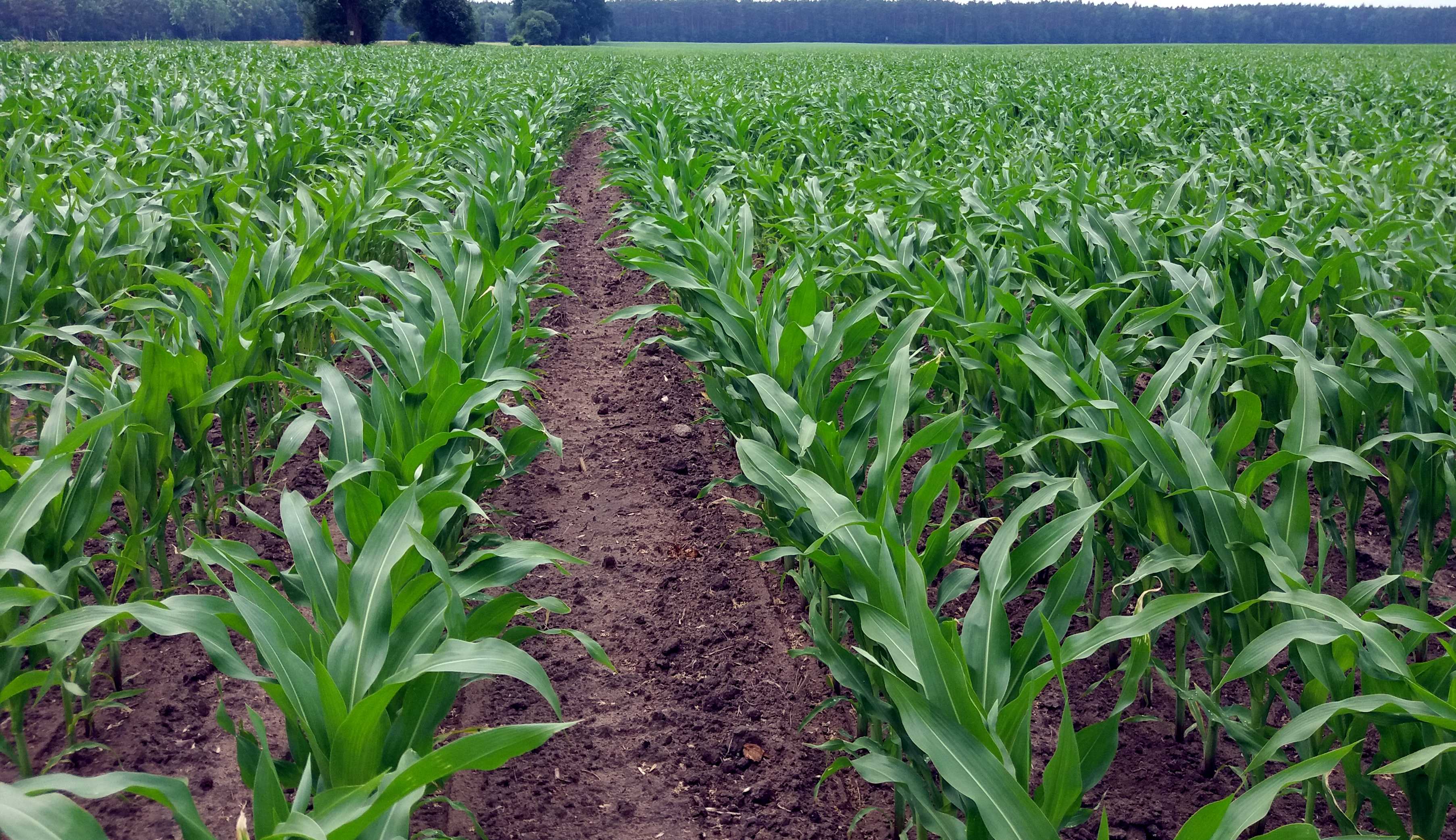 Nawożenie kukurydzy - uprawa kukurydzy na ziarno